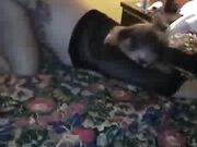 Pornstar Wife Squirts Then Gets BBC Cock in Her Cunt