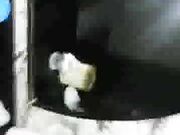 Wife Fucks Black Cock On Webcam