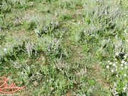 Xev Bellringer - Genie Enslaves You