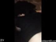 Wife has b. orgasm with black bull while husband watches