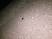 Amazing Beach Party Leads to a Casual Amateur Fuck