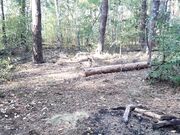 Brunette's Park Ride Ends with Blowjob