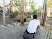 Zoo Handjob on Big Tits Teen