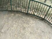 Zoo Handjob on Big Tits Teen