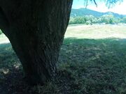 Public Picnic BJ and Anal with a Big-Ass Amateur